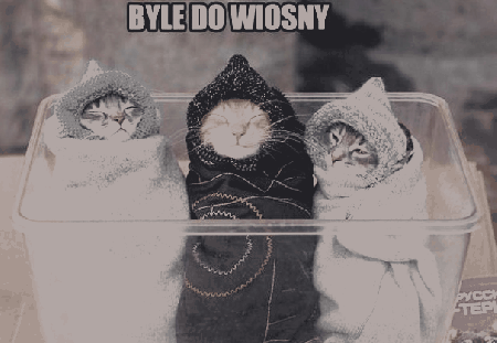 Koty w otulaczach czekają na wiosnę